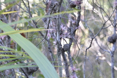 Hakea bakeriana
