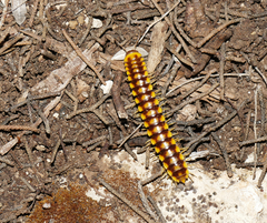 Melaphe cypria