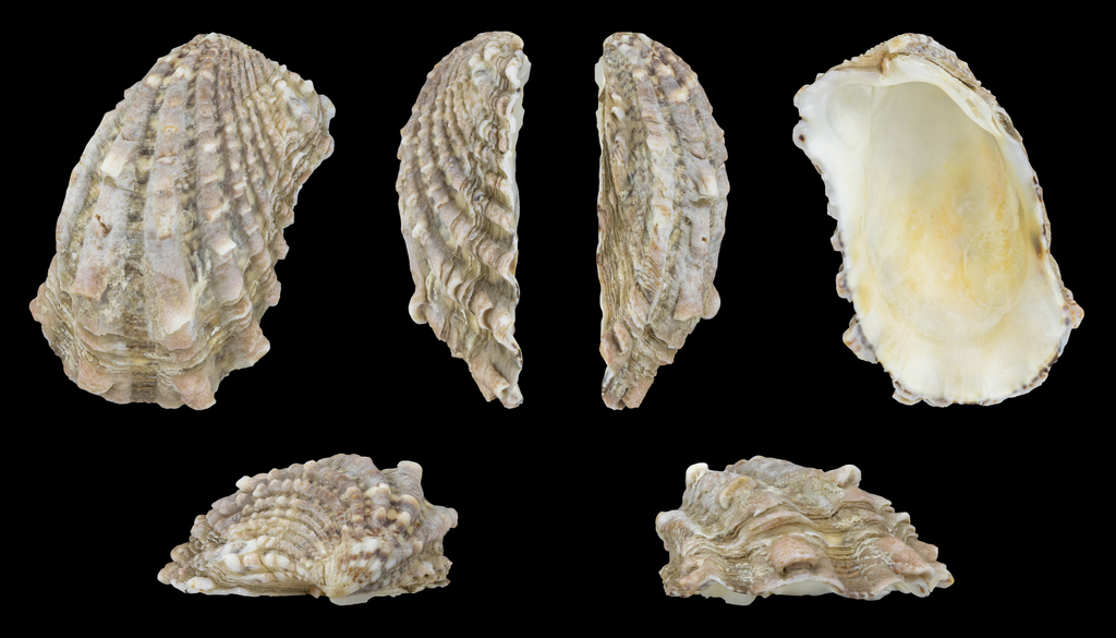 Large-ribbed cardita