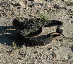 Crotalus cerberus