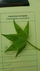 Liquidambar styraciflua