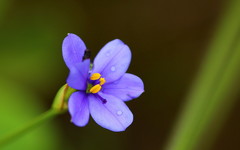 Aristea abyssinica