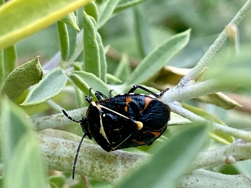 iNaturalist observation photo of Harlequin Bug