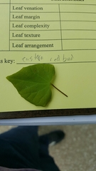 Cercis canadensis