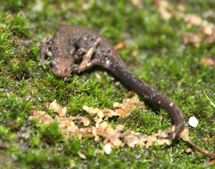 Plethodon hubrichti