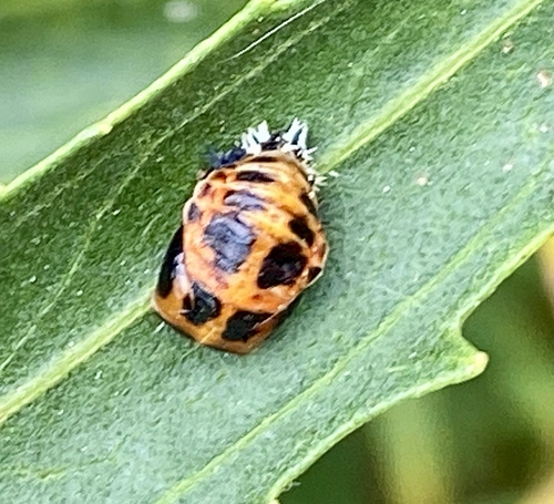 iNaturalist observation photo of Asian Lady Beetle