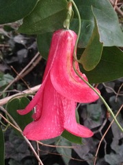 Lapageria rosea