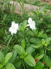 Ruellia metziae
