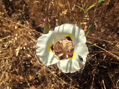 Calochortus superbus