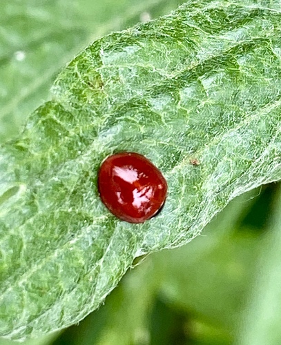iNaturalist observation photo of Spotless Lady Beetle