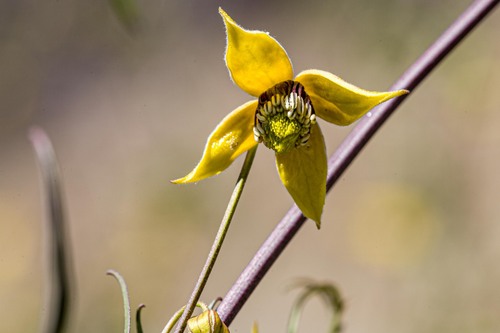 Ladakh Clematis (Clematis ladakhiana)