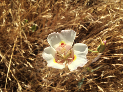 Calochortus superbus