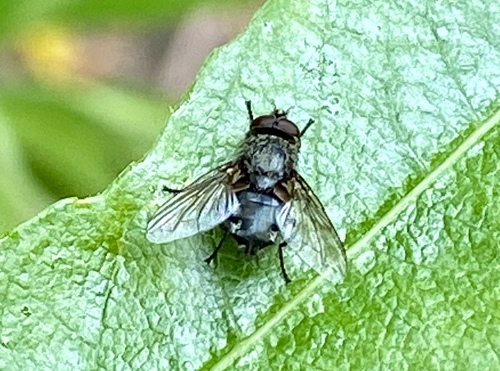 iNaturalist observation photo of Blue Blowfly