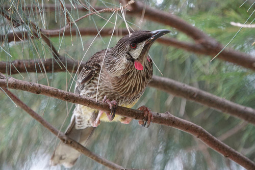 Red Wattlebird, photo 6 of 7
