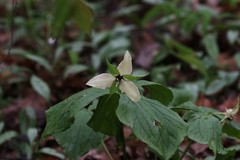 Trillium erectum erectum