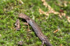 Plethodon hubrichti