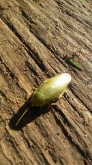 Panchlora thalassina