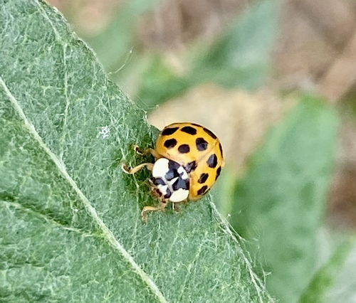 iNaturalist observation photo of Asian Lady Beetle
