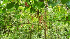 Baccaurea parviflora