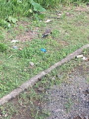 Colaptes campestris campestris