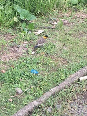 Colaptes campestris campestris