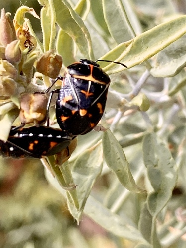 iNaturalist observation photo of Harlequin Bug