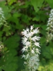 Tiarella austrina