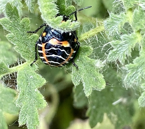 iNaturalist observation photo of Harlequin Bug