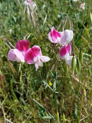 Lathyrus