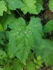 Tiarella austrina