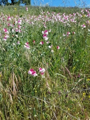 Lathyrus