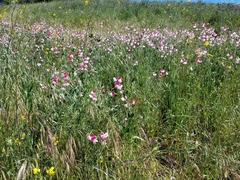 Lathyrus