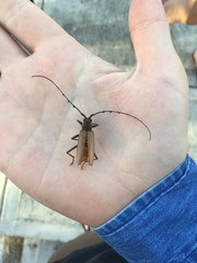 Juiaparus mexicanus