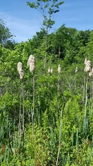 Typhaceae
