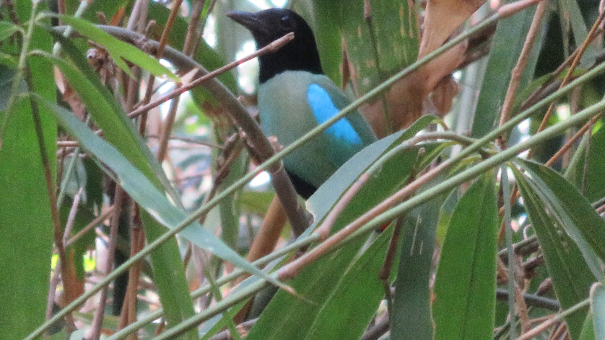 Western Hooded Pitta