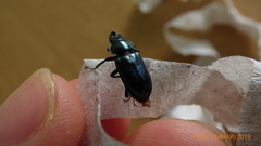 Platycerus caraboides