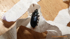 Platycerus caraboides