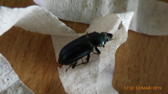 Platycerus caraboides