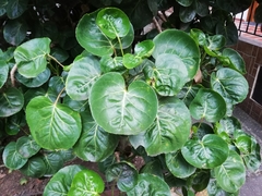 Polyscias scutellaria