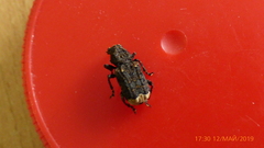 Platyrhinus resinosus