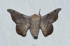 Cicinnus melsheimeri