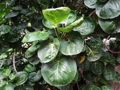 Polyscias scutellaria