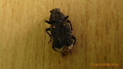 Platyrhinus resinosus