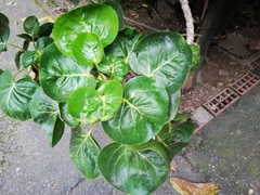 Polyscias scutellaria