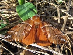 Endromis versicolora