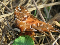 Endromis versicolora