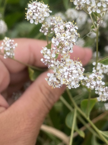 iNaturalist observation photo of broadleaved pepperweed