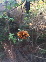 Verbesina lottiana