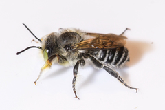 Megachile rubi