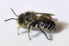 Megachile rubi